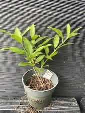 Spring glory forsythia for sale  Martin