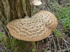 Dryads saddle mushrooms for sale  ST. NEOTS