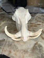 Warzenschwein schädel gebraucht kaufen  Nauheim