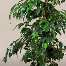 Weeping fig large for sale  DONCASTER