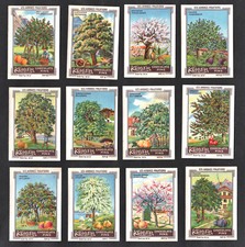 Fruit trees kohler for sale  BRIDPORT