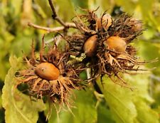 Turkish hazel tree for sale  ST. ASAPH