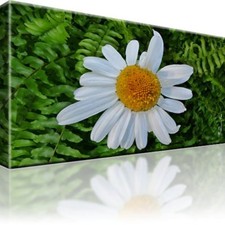 Kamille natur blume gebraucht kaufen  Deutschland