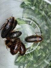 Dubia feeder roaches for sale  Wildomar