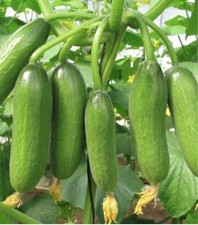 Cucumber mini munch. for sale  LONDON