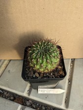 Sulcorebutia mariana prantneri gebraucht kaufen Sulcorebutia mariana prantneri gebraucht kaufen  Stuttgart