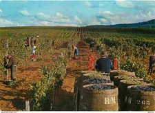 Vignes arbois domaine d'occasion  Fruges