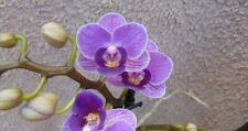 Rare phalaenopsis violet for sale  SAFFRON WALDEN