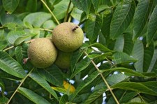 Black walnut tree for sale  Russell