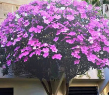 Tibouchina  Mutabilis De Serra Plant : $99  For 20 Cuttings: Free Postage comprar usado  Enviando para Brazil