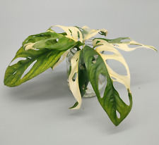 Monstera adansonii albo gebraucht kaufen  Wuppertal