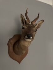 Taxidermy roe deer for sale  PERTH