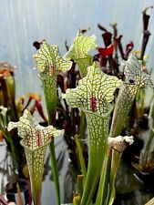 Sarracenia rita soper for sale  BUDE