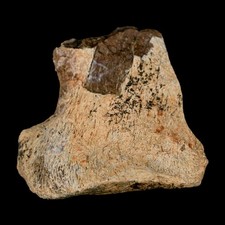 1,8" Tiranossauro Rex Fóssil Processo de Vértebras Dinossauro Lance Creek FM WY CERTIFICADO DE AUTENTICIDADE comprar usado 1,8" Tiranossauro Rex Fóssil Processo de Vértebras Dinossauro Lance Creek FM WY CERTIFICADO DE AUTENTICIDADE comprar usado  Enviando para Brazil