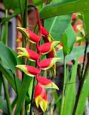 Heliconia rostrata hanging for sale  Shipping to Ireland