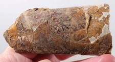 Fossil pierre shale for sale  Polson
