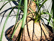 Beaucarnea recurvata ponytail for sale  Mira Loma