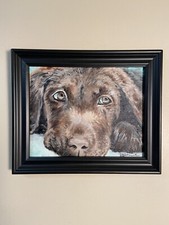 Lab pup brownie for sale  Glen Ellyn