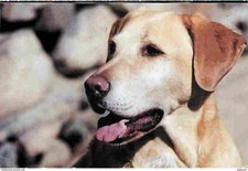 Animaux chiens labrador d'occasion  Fruges