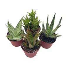 Aloe assortment aloe for sale  Apopka