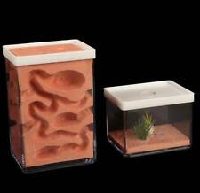Ant nest ant for sale  COALVILLE