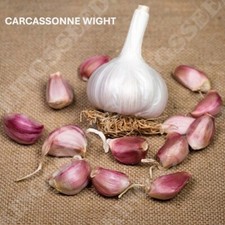 Pre orders garlic for sale  SOUTH SHIELDS