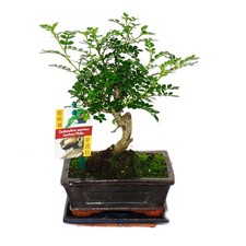 Bonsai szechuan pfeffer gebraucht kaufen  Zweibrücken