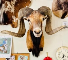 Large ram shoulder for sale  Mason