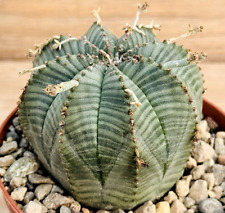 Euphorbia obesa pot usato  Baranzate