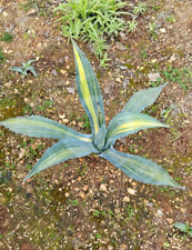 Agave americana striata usato  Monopoli