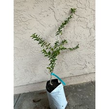 Kei apple fruit for sale  Carlsbad