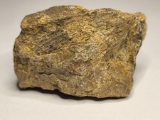 Rare sauropod fossil for sale  SOLIHULL
