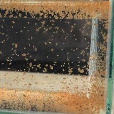 200 live daphnia for sale  Houston