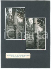 1940 botanica applicazione usato  Milano