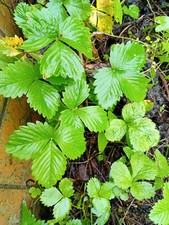 Walderdbeeren dem naturgarten gebraucht kaufen  Oberbillig, Pellingen