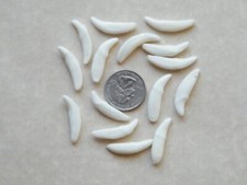 Lot coyote teeth for sale  Tucson