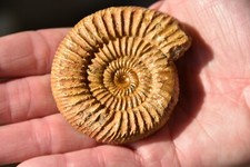 Rare ammonite orionoides d'occasion  Pont-à-Mousson