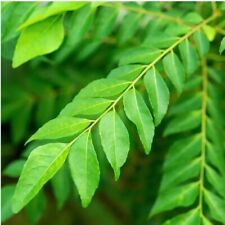 Curry leaf tree for sale  Locust