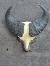 Taxidermie grand trophée d'occasion  Moulins