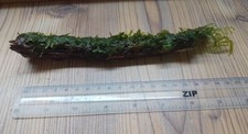 Christmas moss colla for sale  CREDITON