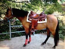 Sella reining tex usato  Premosello Chiovenda