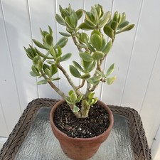 Variegated jade plant for sale  Van Nuys