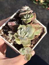 Rare echeveria echeveria for sale  Brooklyn