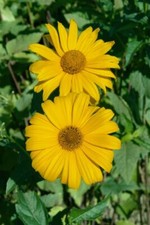 Heliopsis scabra hohlspiegel gebraucht kaufen  Westerstede