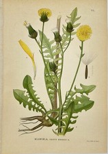 Retro botanical print d'occasion  Expédié en Belgium