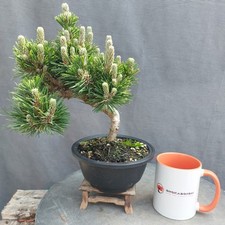 Japanese senjumaru black for sale  BANGOR