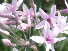 Tulbaghia purple eye for sale  BECCLES
