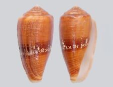 Conus coccineus. mm. d'occasion  Sète