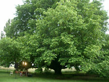 Pterocarya fraxinifolia noce usato  Torino