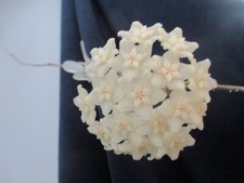 Hoya vangviengensis gebraucht kaufen  Seifhennersdorf
